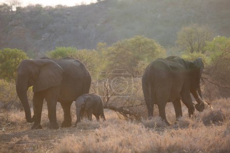 Téléchargez les photos : Family of african elephants in savanna - en image libre de droit