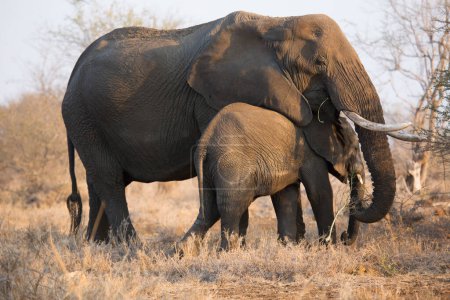 Téléchargez les photos : Mère et bébé éléphants africains en savane - en image libre de droit