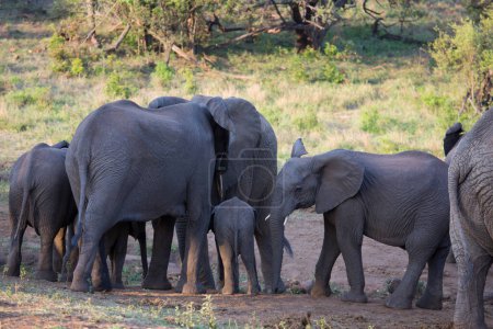 Photo for Group of african elephants in savanna - Royalty Free Image
