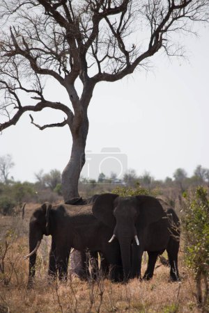 Foto de Elefantes africanos en sabana seca - Imagen libre de derechos