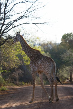 Foto de Kaapse jirafa en la carretera en la sabana africana - Imagen libre de derechos