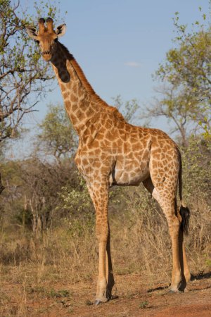 Photo for Kaapse giraffe in african savanna - Royalty Free Image