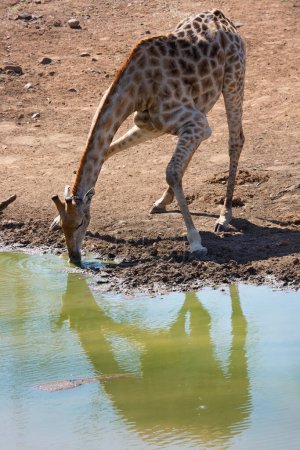 Photo for Kaapse giraffe drinking water from river in african savanna - Royalty Free Image