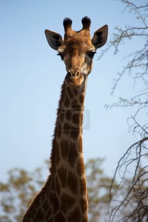 Téléchargez les photos : Partielle de girafe africaine Kaapse - en image libre de droit