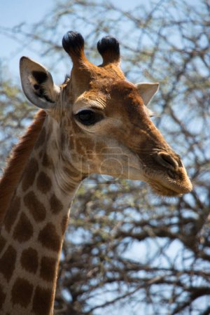 Téléchargez les photos : Partielle de girafe africaine Kaapse - en image libre de droit