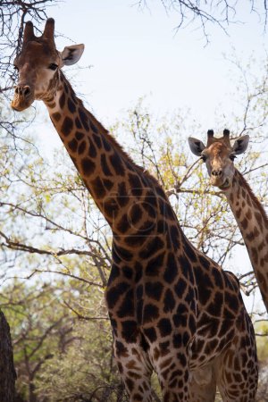 Téléchargez les photos : Girafes Kaapse dans la savane africaine - en image libre de droit