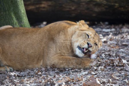 Foto de Panthera leo melanochaita lion eating meat in african savanna - Imagen libre de derechos