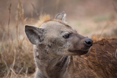 Téléchargez les photos : Hyène tachetée dans la savane africaine - en image libre de droit