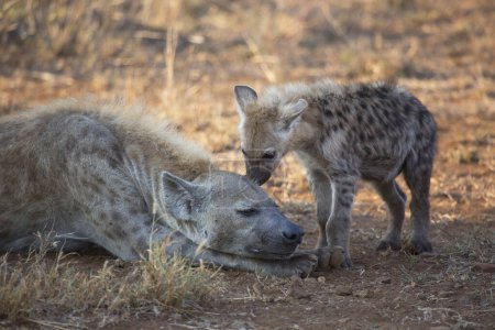 Téléchargez les photos : Spotted hyenas in african savanna - en image libre de droit
