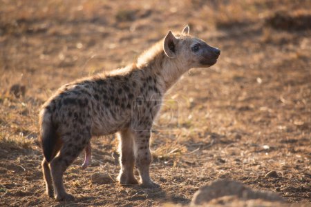 Téléchargez les photos : Spotted hyena in african savanna - en image libre de droit