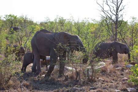 Foto de Grupo de elefantes africanos en la sabana - Imagen libre de derechos