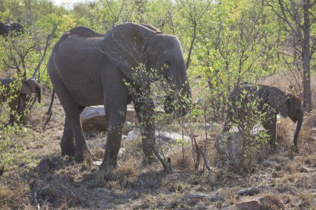 Téléchargez les photos : Groupe d'éléphants d'Afrique en savane - en image libre de droit