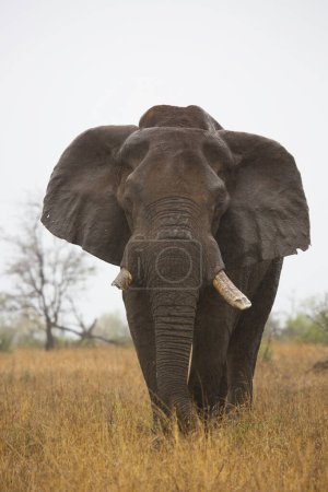 Photo for African elephant in the dry savannah - Royalty Free Image