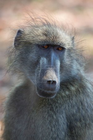 Téléchargez les photos : Chacma babouin (Papio ursinus) ou babouin du Cap en Afrique - en image libre de droit