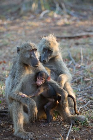 Téléchargez les photos : Famille des babouins Chacma (Papio ursinus) ou singes babouins du Cap - en image libre de droit