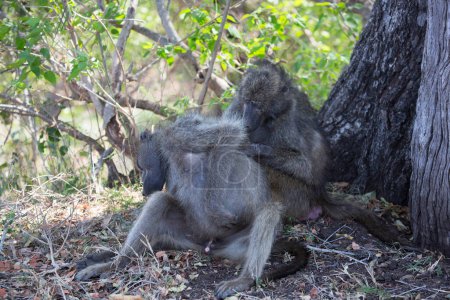 Photo for Chacma baboon (Papio ursinus) or Cape baboon monkeys in Africa - Royalty Free Image