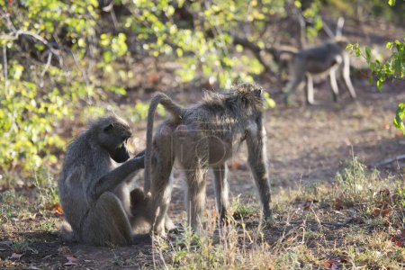 Téléchargez les photos : Chacma baboon (Papio ursinus) or Cape baboon monkeys in Africa - en image libre de droit