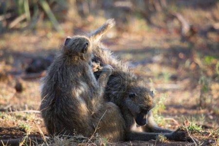 Téléchargez les photos : Chacma babouin (Papio ursinus) ou singes babouins du Cap en Afrique - en image libre de droit