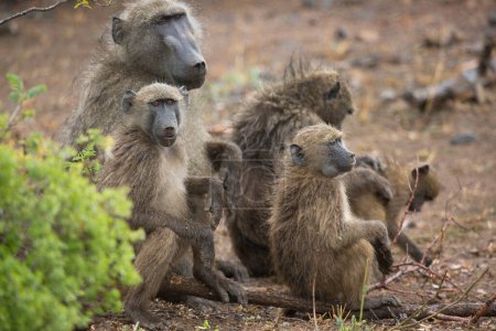 Téléchargez les photos : Chacma baboon (Papio ursinus) or Cape baboon monkeys in Africa - en image libre de droit