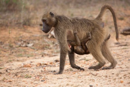 Téléchargez les photos : Mother and baby Chacma baboon (Papio ursinus) or Cape baboon monkeys in Africa - en image libre de droit