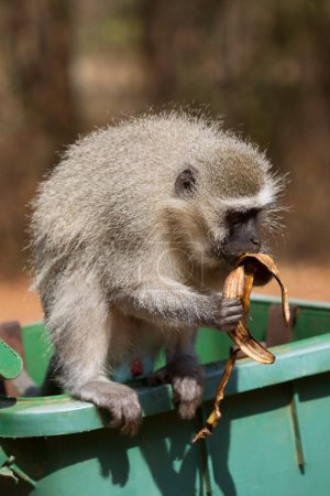 Photo for Vervet monkey (Chlorocebus pygerythrus) eating banana from trash can - Royalty Free Image