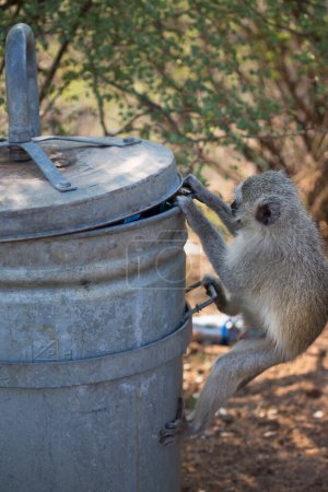 Photo for Vervet monkey (Chlorocebus pygerythrus) open trash can - Royalty Free Image