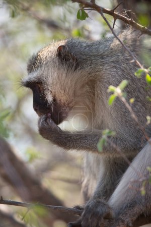 Photo for Vervet monkey (Chlorocebus pygerythrus) in Africa - Royalty Free Image