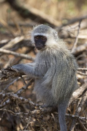 Photo for Vervet monkey (Chlorocebus pygerythrus) in Africa - Royalty Free Image