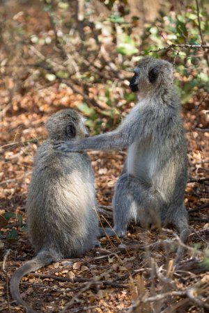 Téléchargez les photos : Vervet monkeys (Chlorocebus pygerythrus) in Africa - en image libre de droit