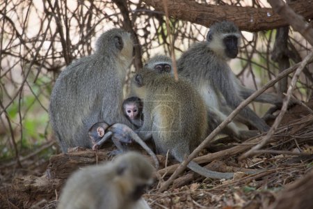 Foto de Vervet monkeys (Chlorocebus pygerythrus) in Africa - Imagen libre de derechos