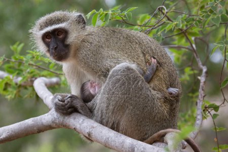 Photo for Mother and baby Vervet monkeys (Chlorocebus pygerythrus) - Royalty Free Image