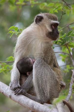 Photo for Mother and baby Vervet monkeys (Chlorocebus pygerythrus) - Royalty Free Image
