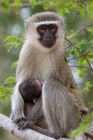 Téléchargez les photos : Mother and baby Vervet monkeys (Chlorocebus pygerythrus) - en image libre de droit
