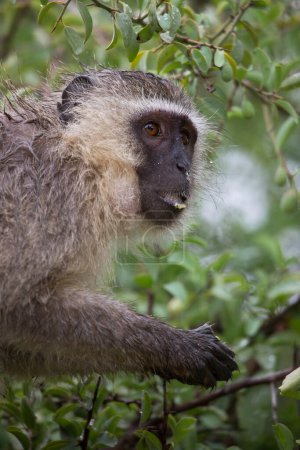 Téléchargez les photos : Vervet monkeys (Chlorocebus pygerythrus) eating fruit - en image libre de droit