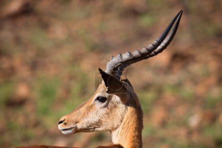 Photo for Partial of male Impala in Africa - Royalty Free Image
