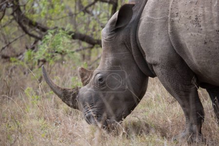 Photo for Big wild rhinoceros in Africa - Royalty Free Image