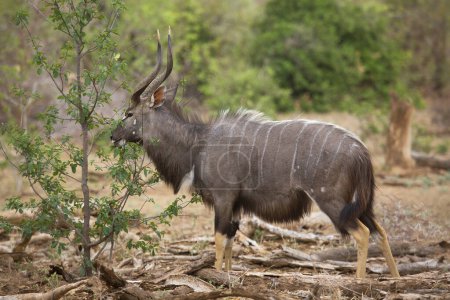 Foto de Antílope masculino de las tierras bajas o simplemente Nyala (Tragelaphus angasii) en África - Imagen libre de derechos