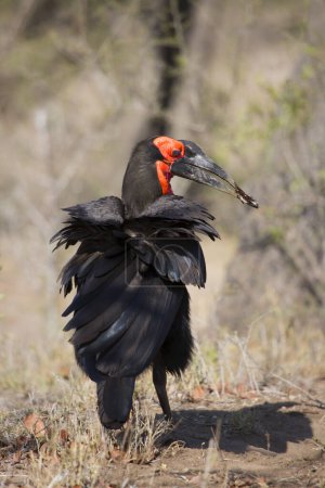 Photo for Southern ground hornbill (Bucorvus leadbeateri) bird in Africa - Royalty Free Image