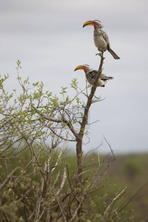 Téléchargez les photos : Bruant à bec jaune du Sud (Tockus leucomelas) oiseaux sur la branche de l'arbre - en image libre de droit