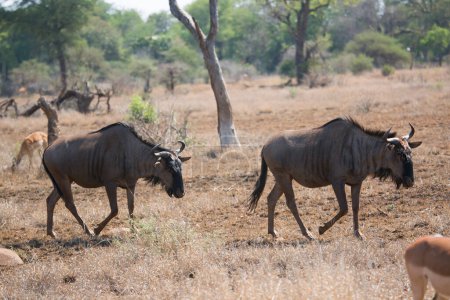 Téléchargez les photos : Antilopes du gnous bleu (Connochaetes taurinus) dans la savane africaine - en image libre de droit