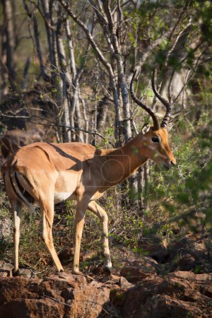 Photo for Impala or rooibok (Aepyceros melampus) in Africa - Royalty Free Image