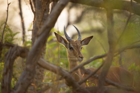 Téléchargez les photos : Impala or rooibok (Aepyceros melampus) in Africa - en image libre de droit