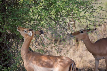 Foto de Impala or rooibok (Aepyceros melampus) antelopes in Africa - Imagen libre de derechos