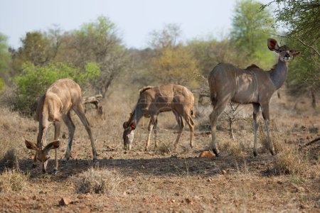 Photo for Impala or rooibok (Aepyceros melampus) antelopes in Africa - Royalty Free Image