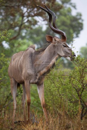 Téléchargez les photos : Impala ou rooibok (Aepyceros melampus) en Afrique - en image libre de droit