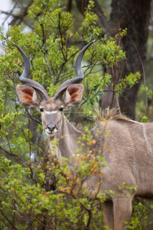Photo for Impala or rooibok (Aepyceros melampus) in Africa - Royalty Free Image