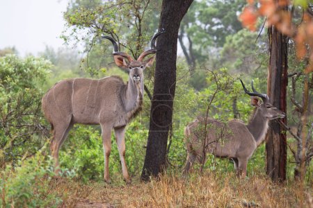 Photo for Impala or rooibok (Aepyceros melampus) antelopes in Africa - Royalty Free Image