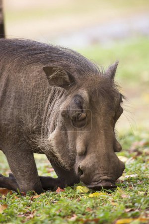 Téléchargez les photos : Phacochoère commun (Phacochoerus africanus) cochon sauvage en Afrique - en image libre de droit