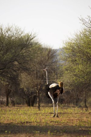 Téléchargez les photos : South African ostrich (Struthio camelus australis) in Africa - en image libre de droit