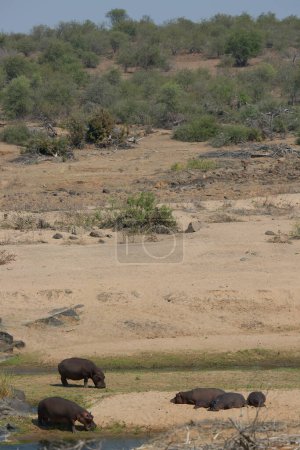 Téléchargez les photos : Nijlpaard Hippopotames dans la savane africaine - en image libre de droit
